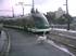 un cygne regarde le tram 